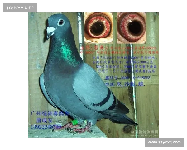 领东赛事直播;领东资讯赛鸽比赛查询